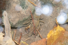 Procambarus clarkii