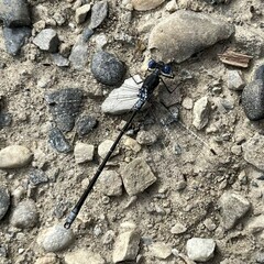 Lestidae