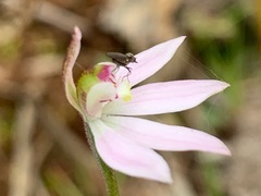 Empidoidea