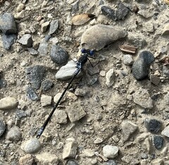 Lestidae