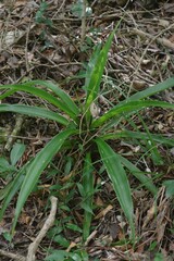 Dracaena aletriformis