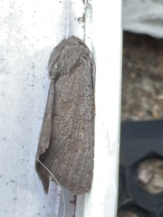Aporophyla lutulenta