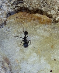 Messor aciculatus