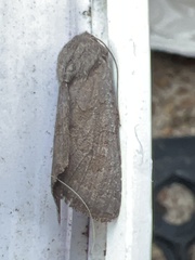 Aporophyla lutulenta