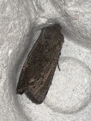 Aporophyla lutulenta
