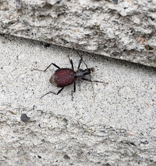 Scaphinotus angusticollis