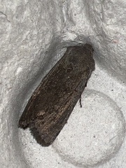 Aporophyla lutulenta