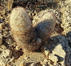 Escobaria alversonii