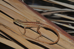 Anolis ophiolepis