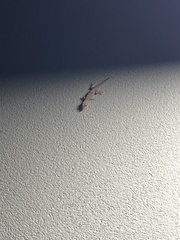 Gehyra mutilata