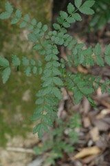 Zanthoxylum capense