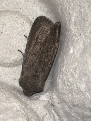 Aporophyla lutulenta