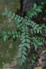 Zanthoxylum capense
