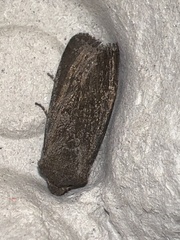Aporophyla lutulenta