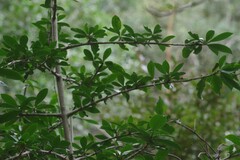 Hyperacanthus amoenus