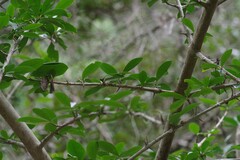 Hyperacanthus amoenus