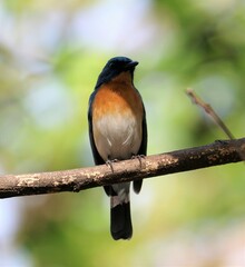 Cyornis tickelliae