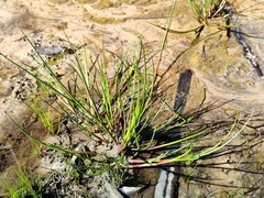 Juncus articulatus