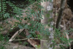 Ptaeroxylon obliquum