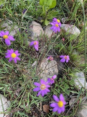 Senecio arenarius