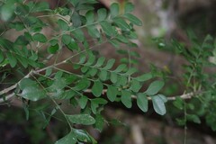 Ptaeroxylon obliquum