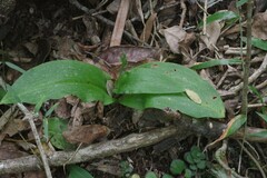 Habenaria arenaria