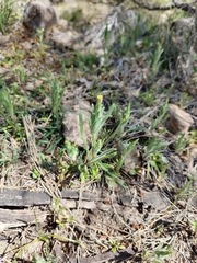 Podotheca angustifolia