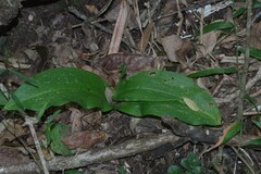 Habenaria arenaria