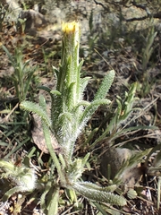 Podotheca angustifolia