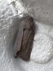 Aporophyla lutulenta
