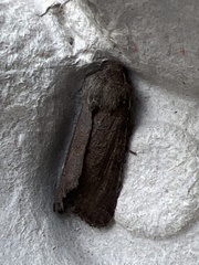Aporophyla lutulenta