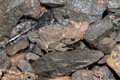 Bufo gargarizans