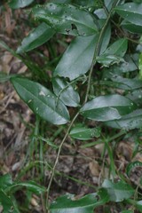 Monanthotaxis caffra