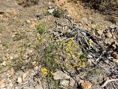Acacia continua