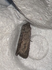 Aporophyla lutulenta