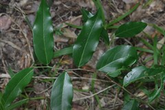 Monanthotaxis caffra