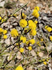 Acacia continua
