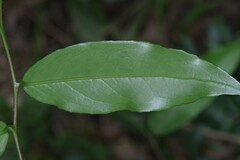 Monanthotaxis caffra