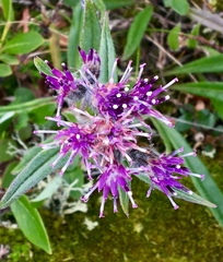 Saussurea angustifolia