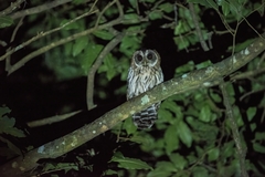 Strix virgata
