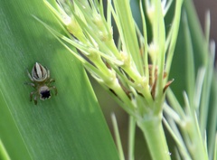 Maratus scutulatus