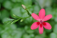 Freesia laxa