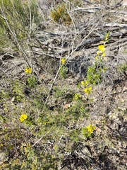 Pultenaea acerosa