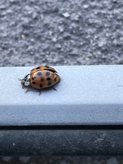 Harmonia axyridis