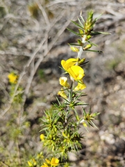 Pultenaea acerosa