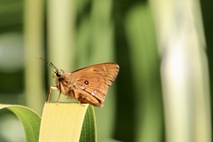 Trapezites symmomus