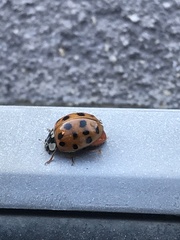 Harmonia axyridis