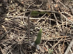 Caladenia tentaculata