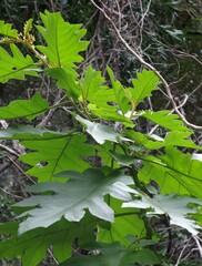 Solanum chrysotrichum