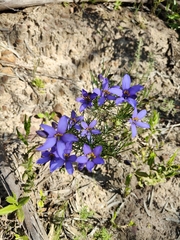 Cheiranthera alternifolia